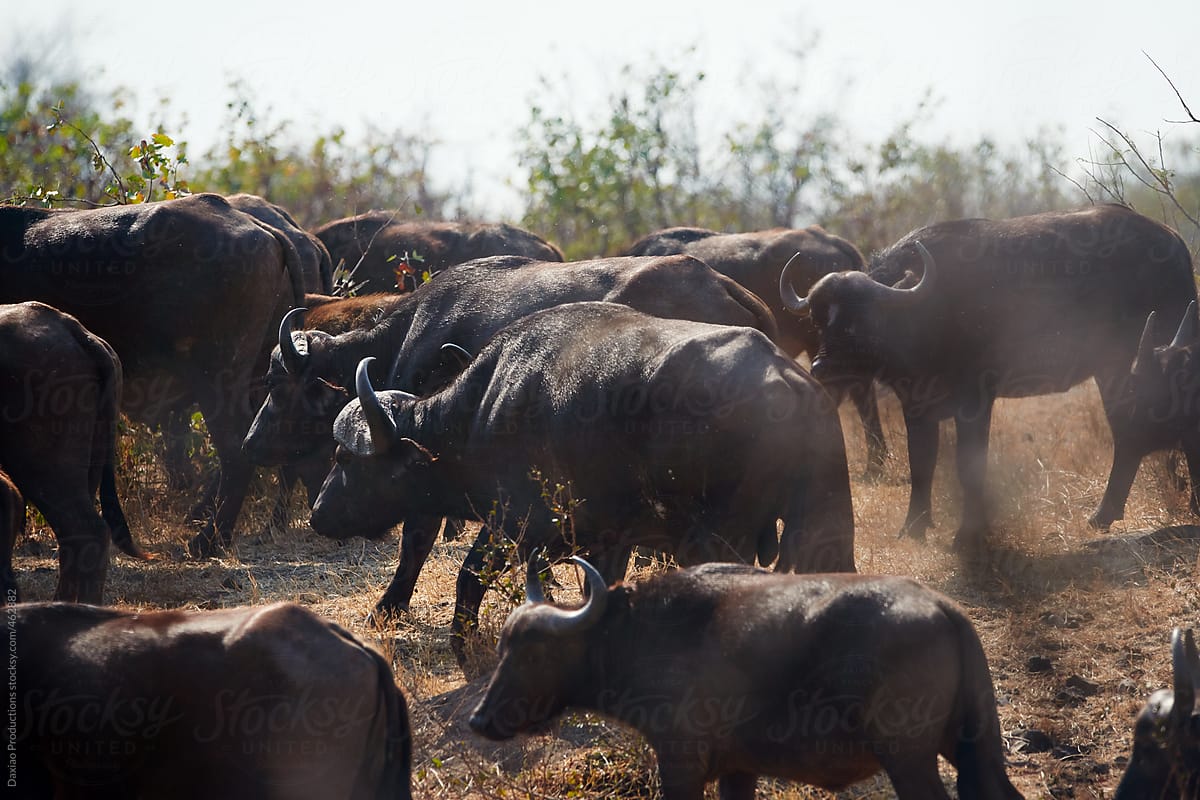 buffalo migration