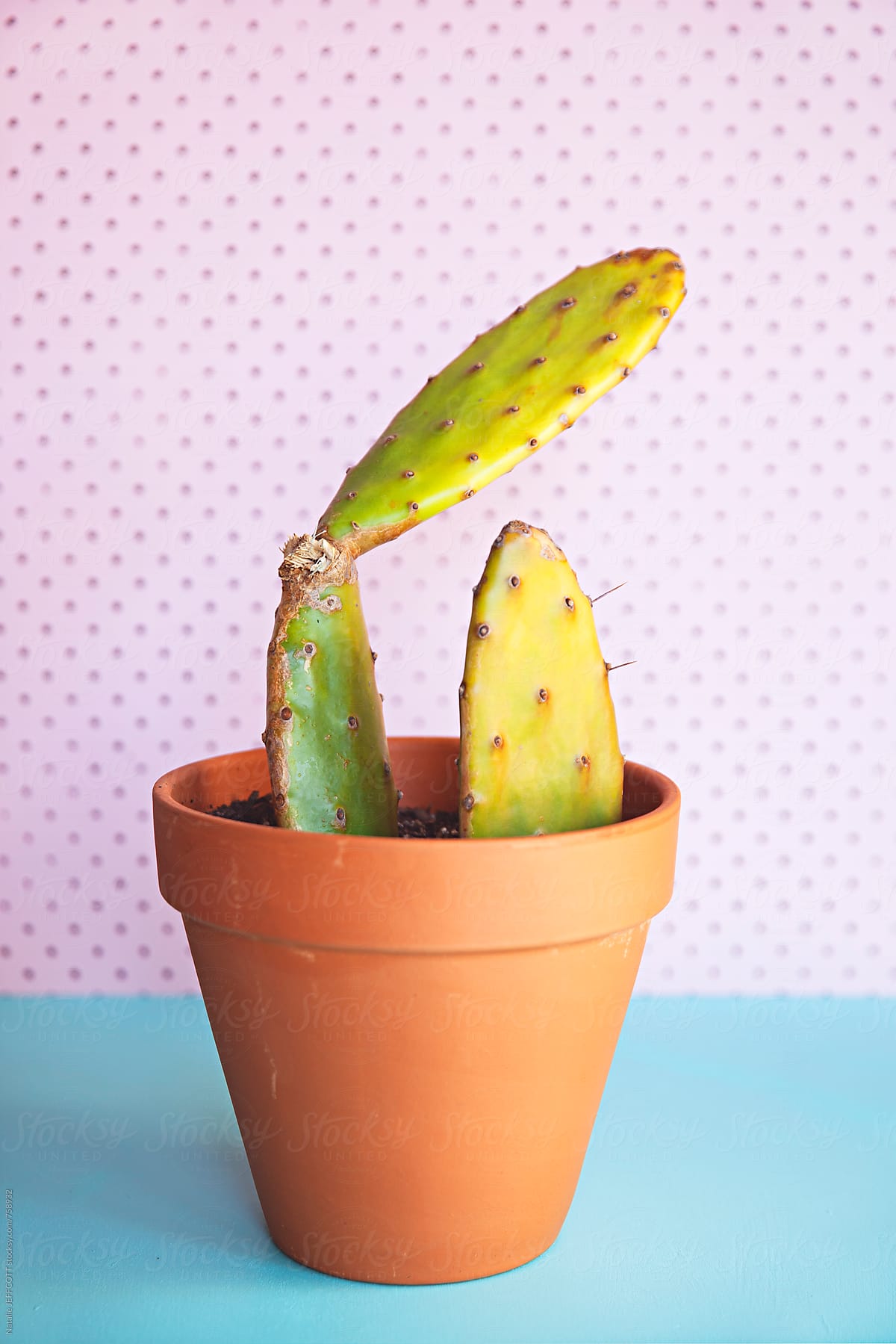 Transplanting / Potting Prickly Pear Cactus In Terracotta Pot" by Stocksy  Contributor "Natalie JEFFCOTT" - Stocksy