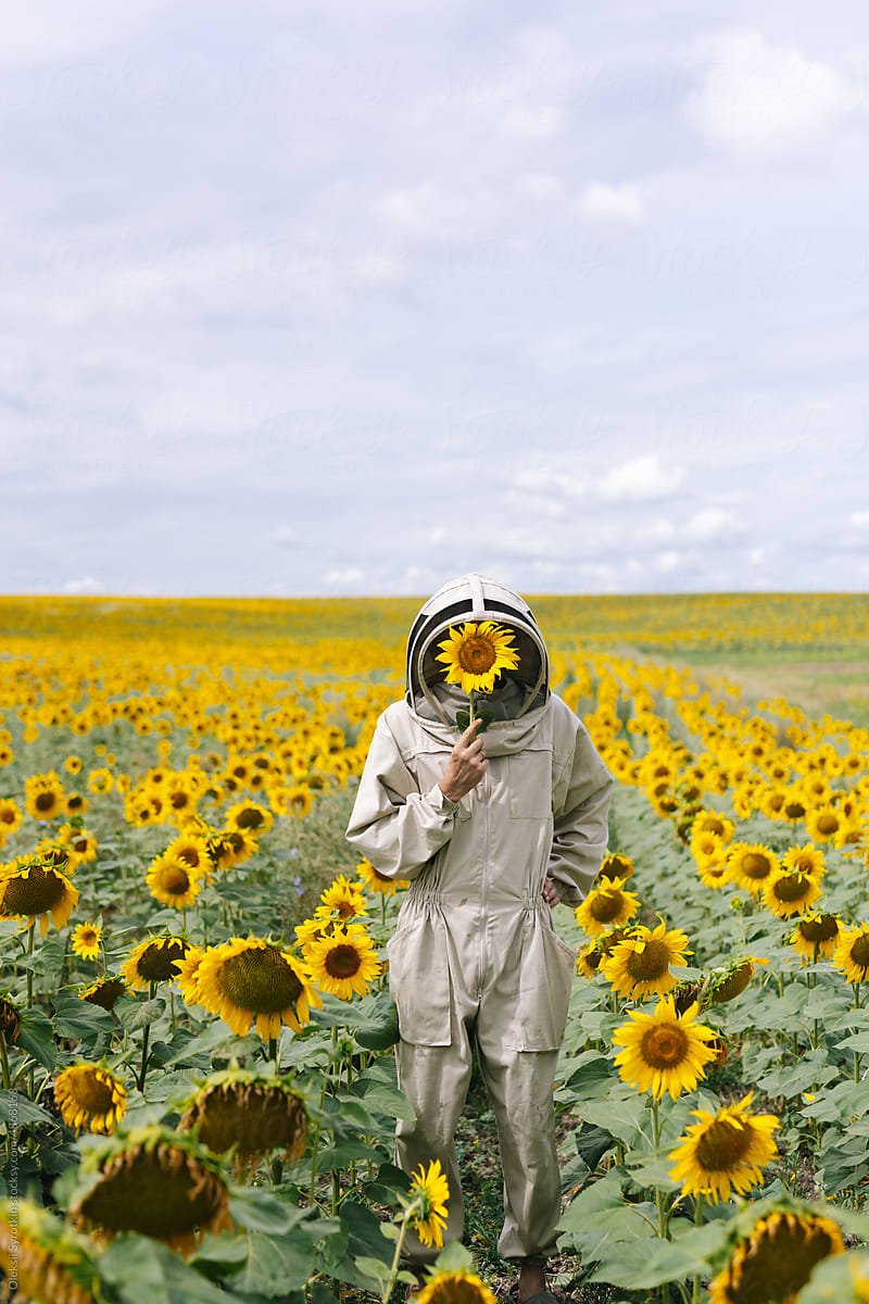 Apiarist sunflower field