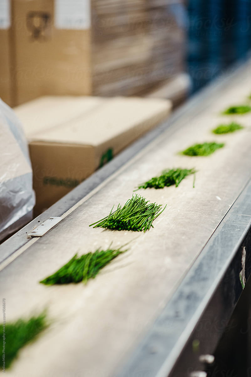 Fresh chives in factory