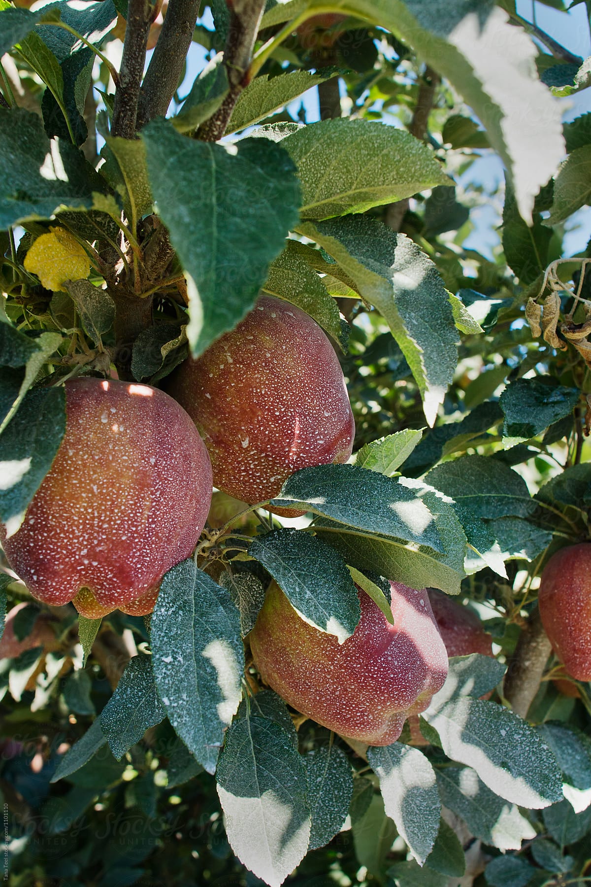 cluster of ripe apples on tree branch