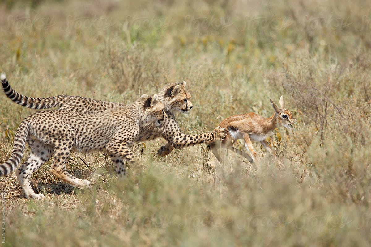 cheetahs hunting