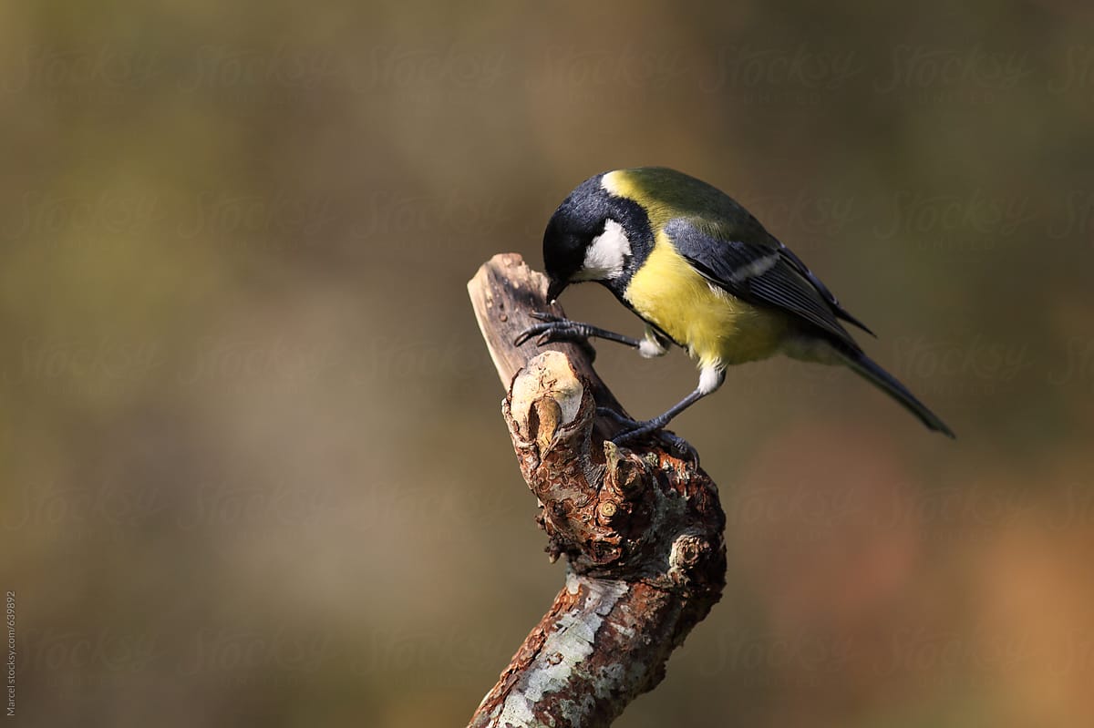 Great Tit Looking For Food By Marcel 