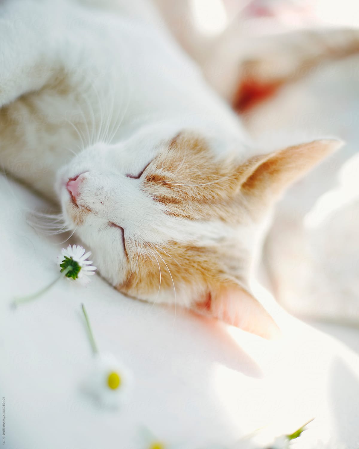 Sleeping beauty: cat asleep close to daisies on blanket