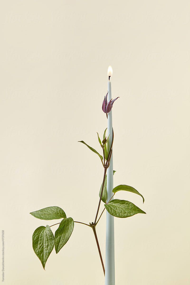 Close up of thin candle with bell flower.