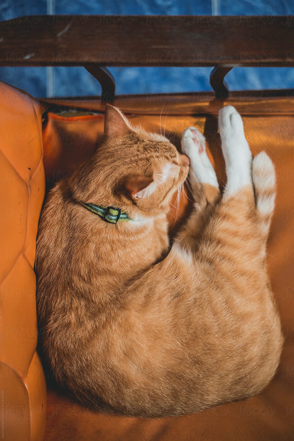Orange Cat Sleeping on Orange Sofa