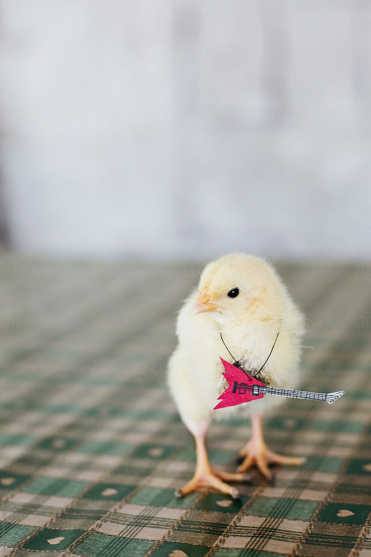Baby chick posing with guitar