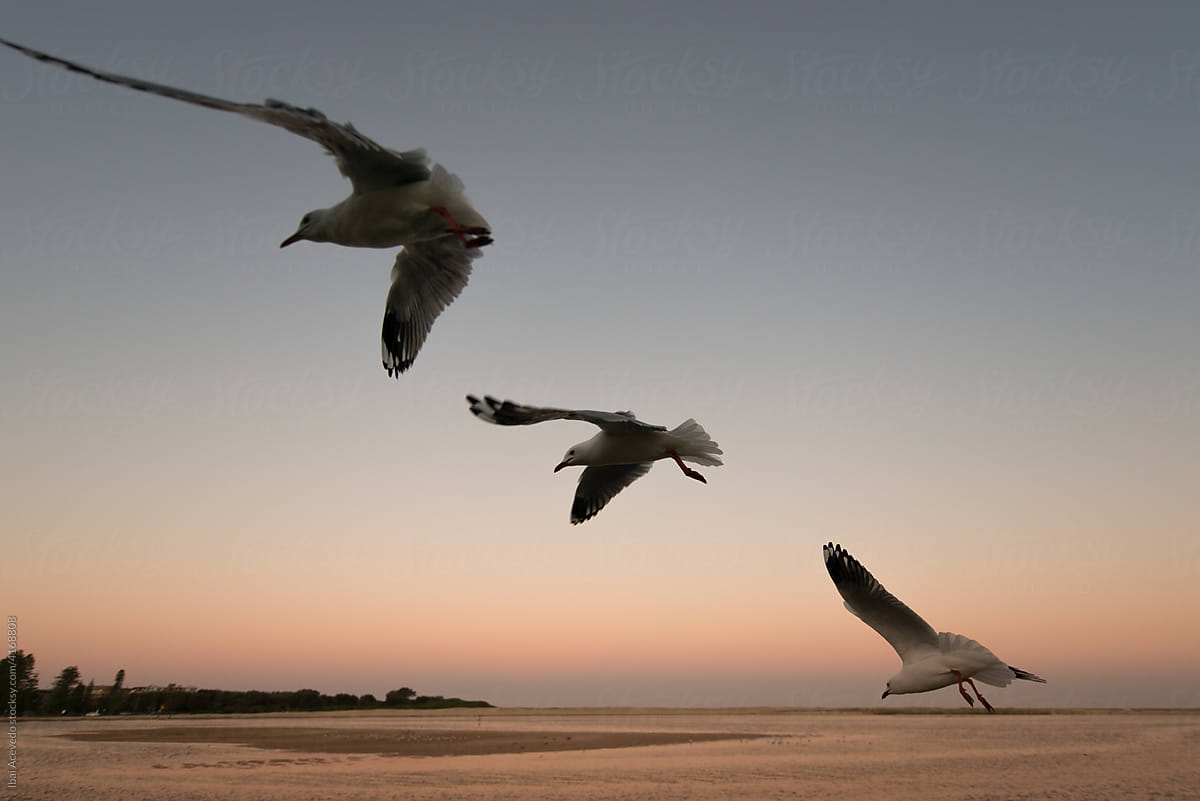 three seagulls in the air