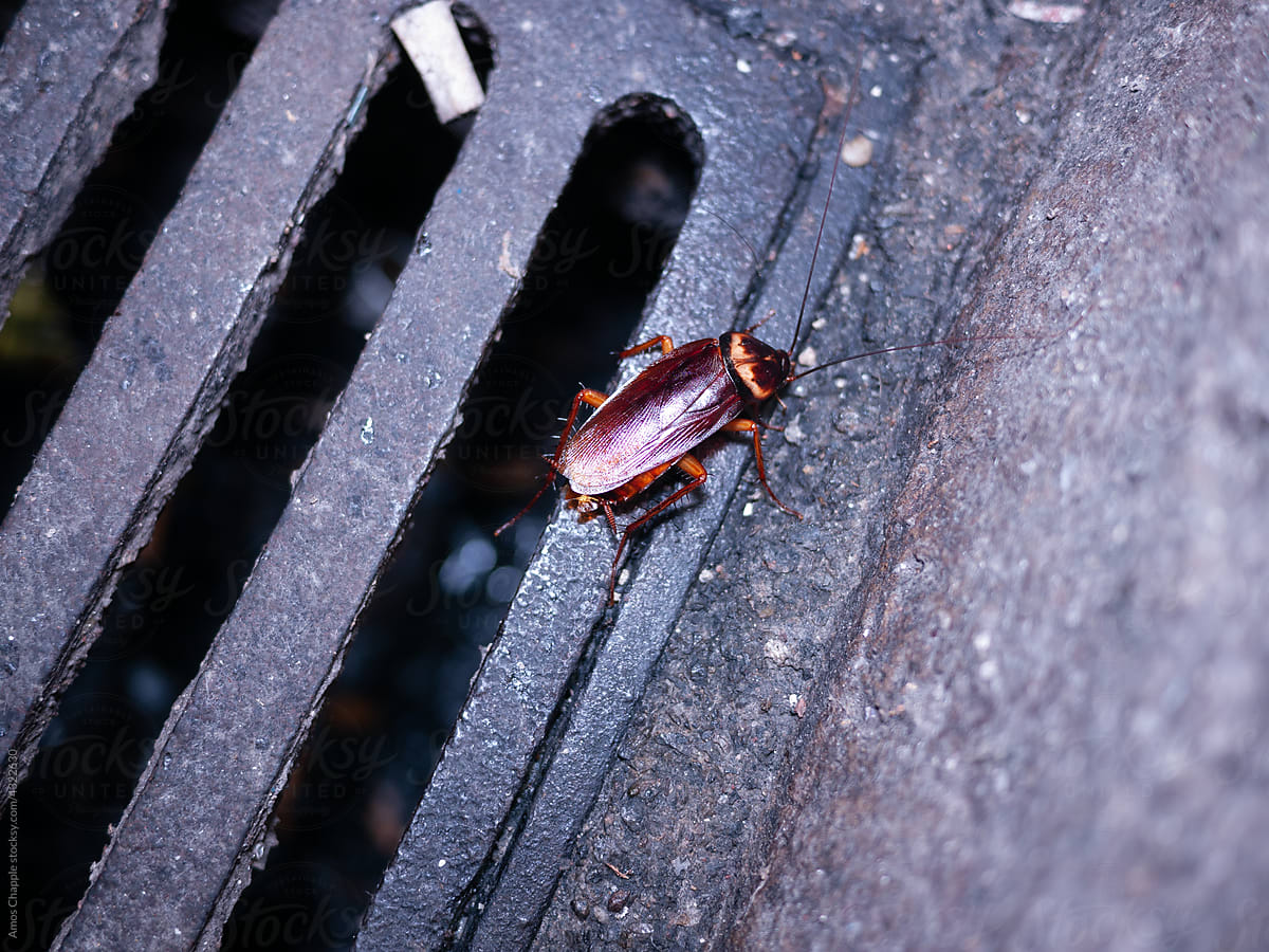 Cockroach emerging from a drain