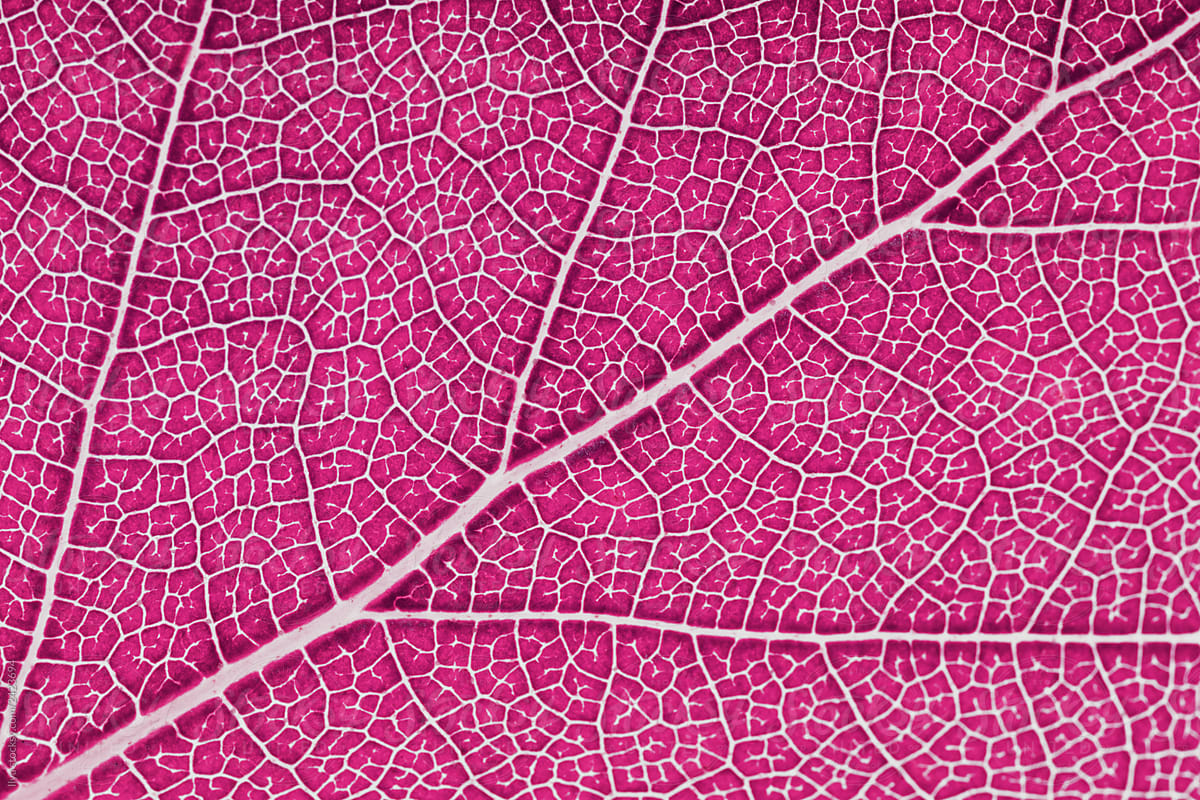Pink infrared fall nature leaves abstract background