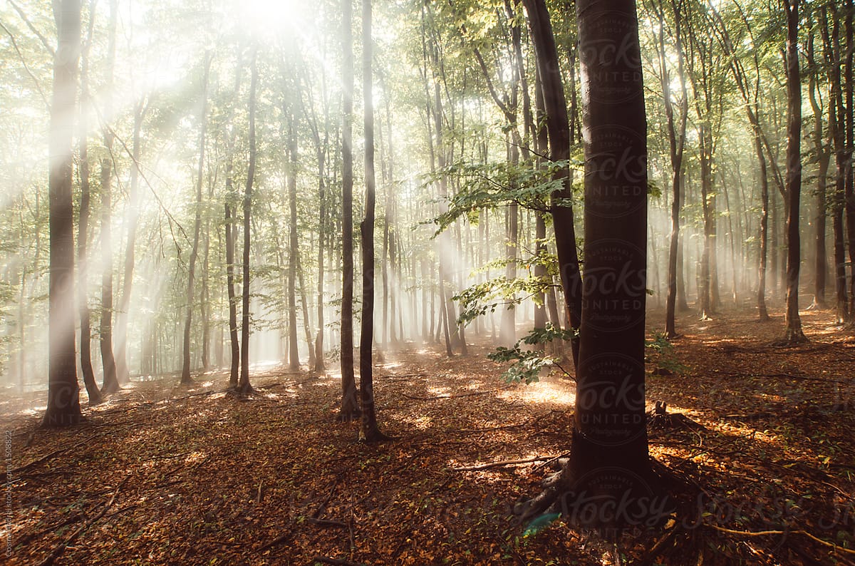 konvergens bue Medicin Magical Woods With Light Rays Through Fog" by Stocksy Contributor "Cosma  Andrei" - Stocksy