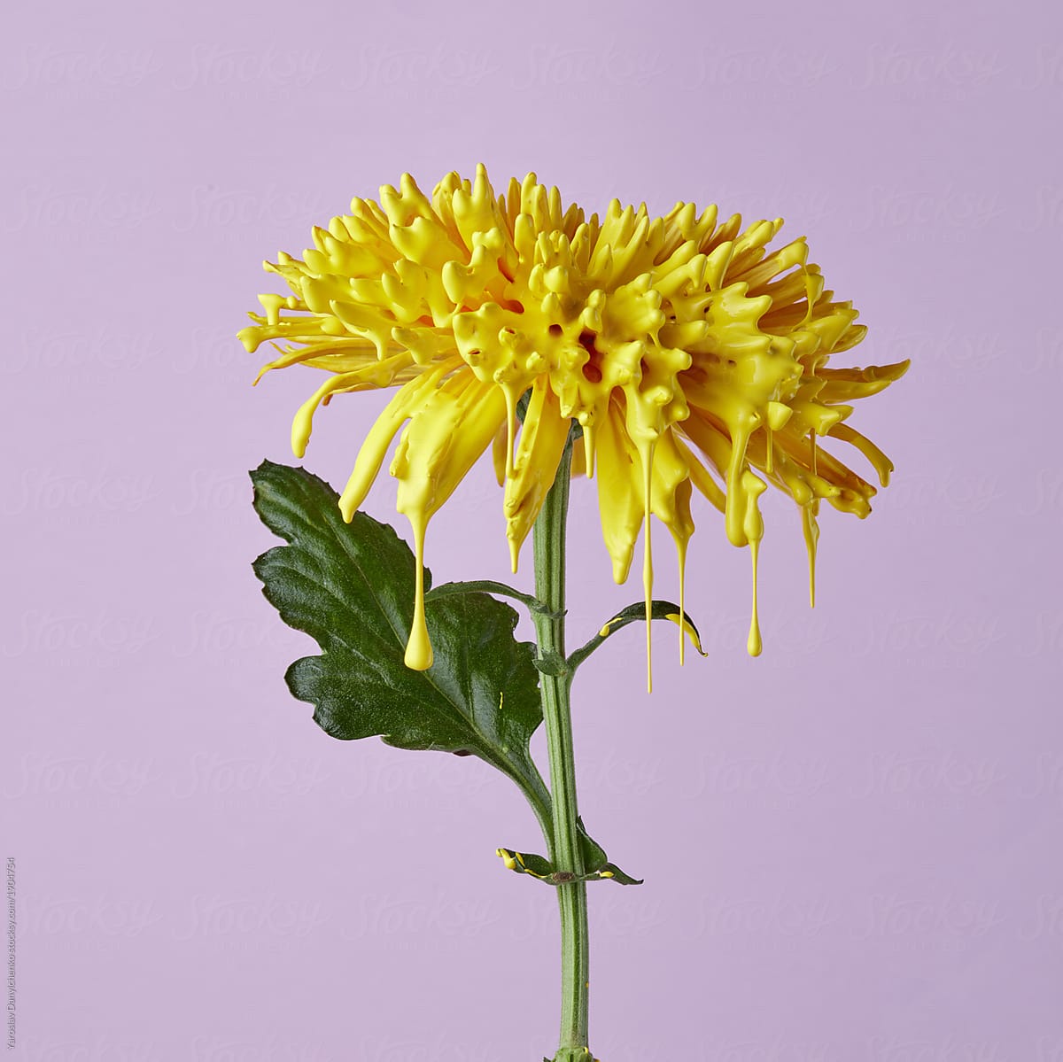Chrysanthemum painted with yellow paint on a purple background