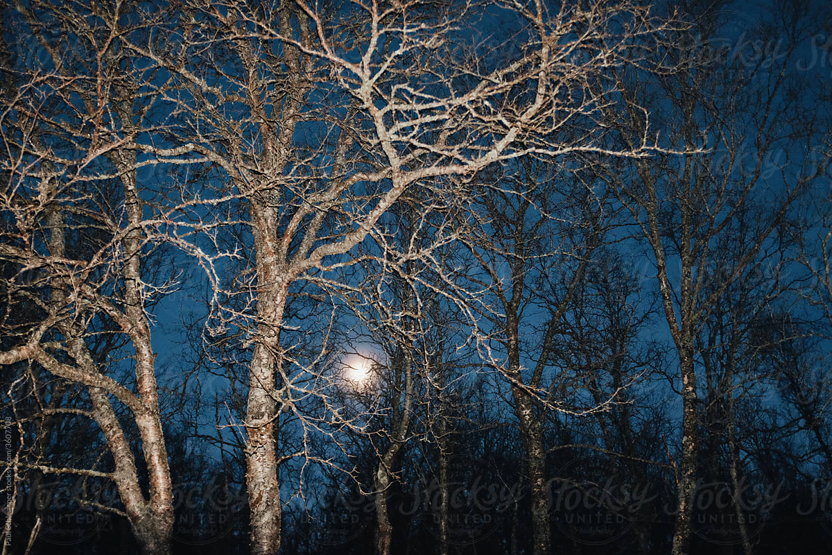 birch forest during polar night