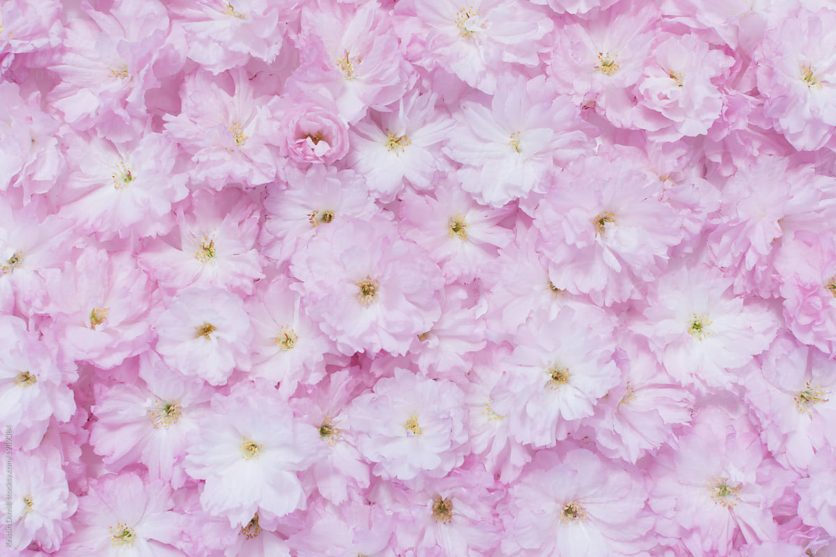 Cherry Blossom flowers background