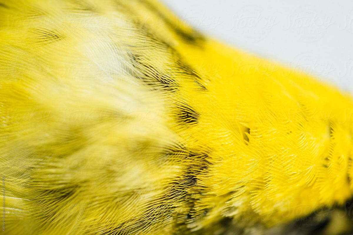 Macro View of Bird Feathers