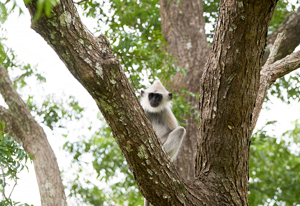 Black-faced monkeys in trees in the wild,\
Travel in Sri Lanka