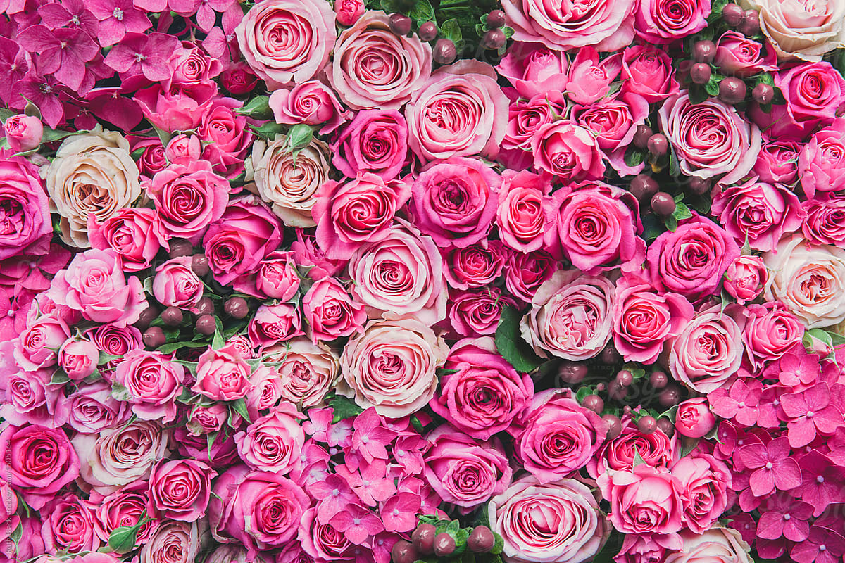 Rose Background By Ruth Black Flower Rose