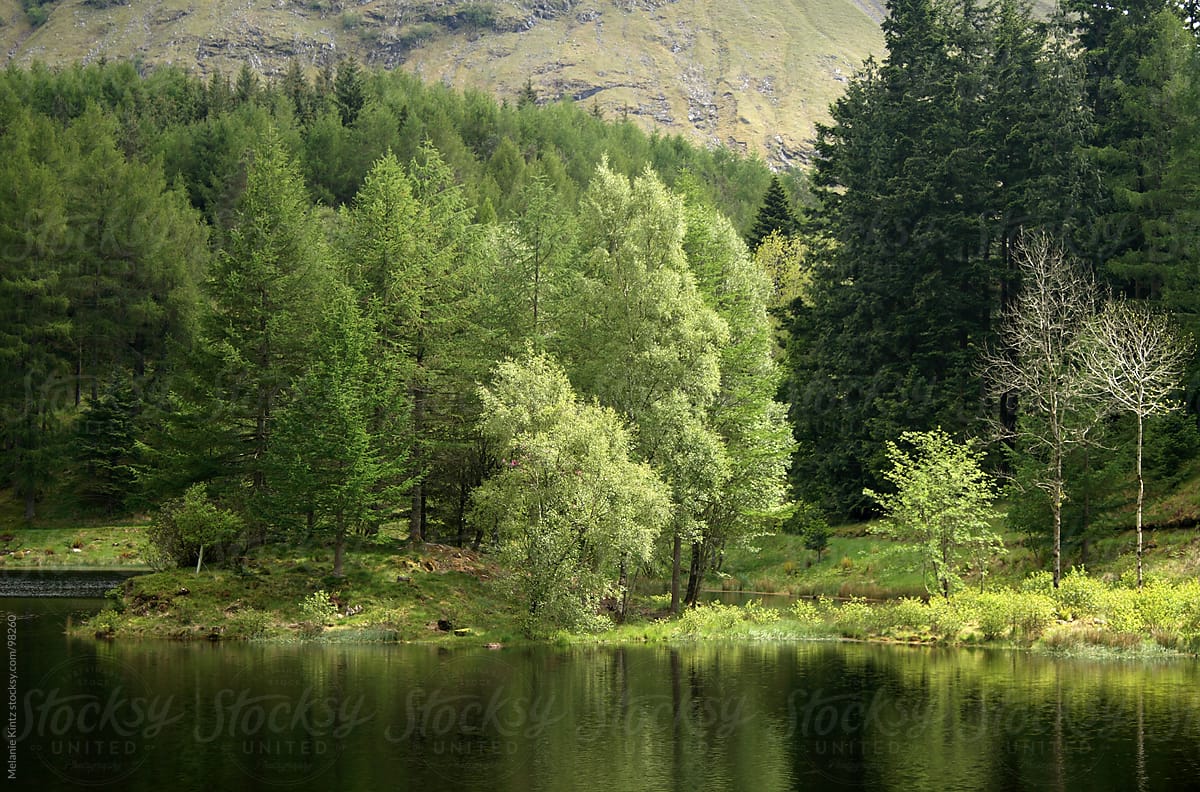 An island in a loch in the Scottish highlands with several trees displaying the different shades of
