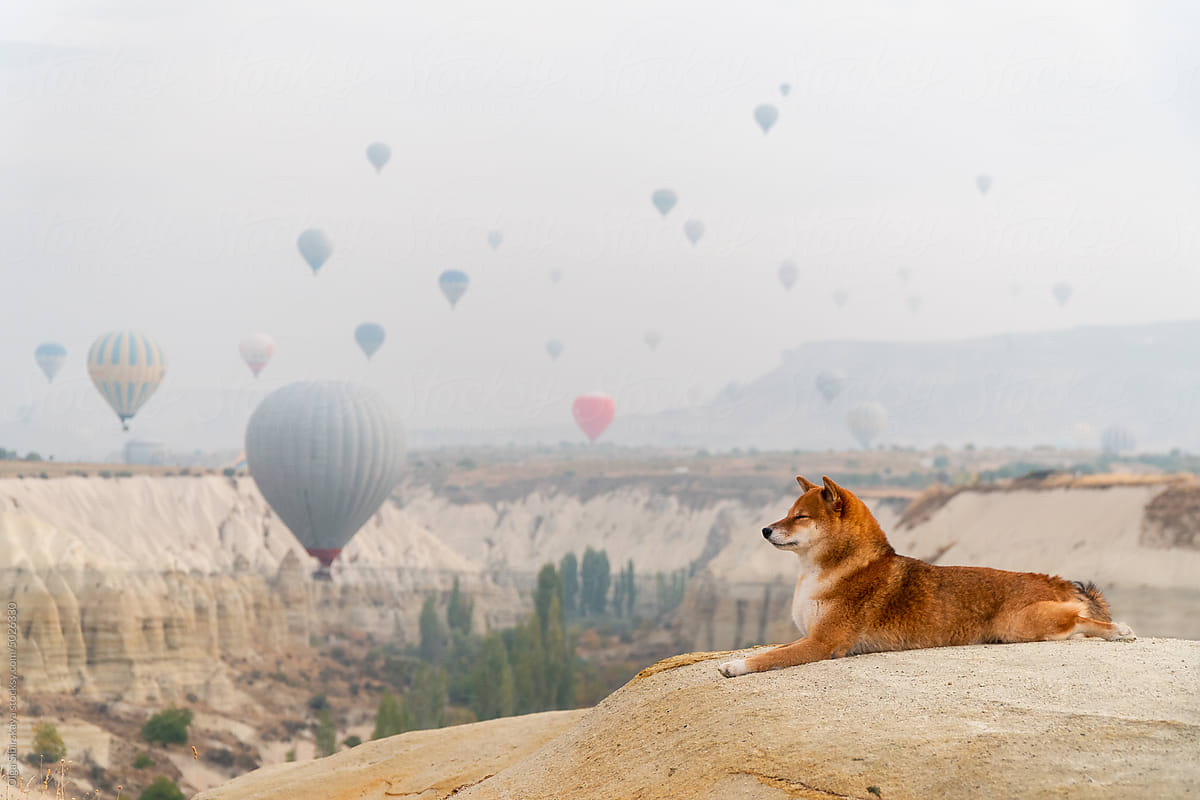Shiba dog Hot air balloons
