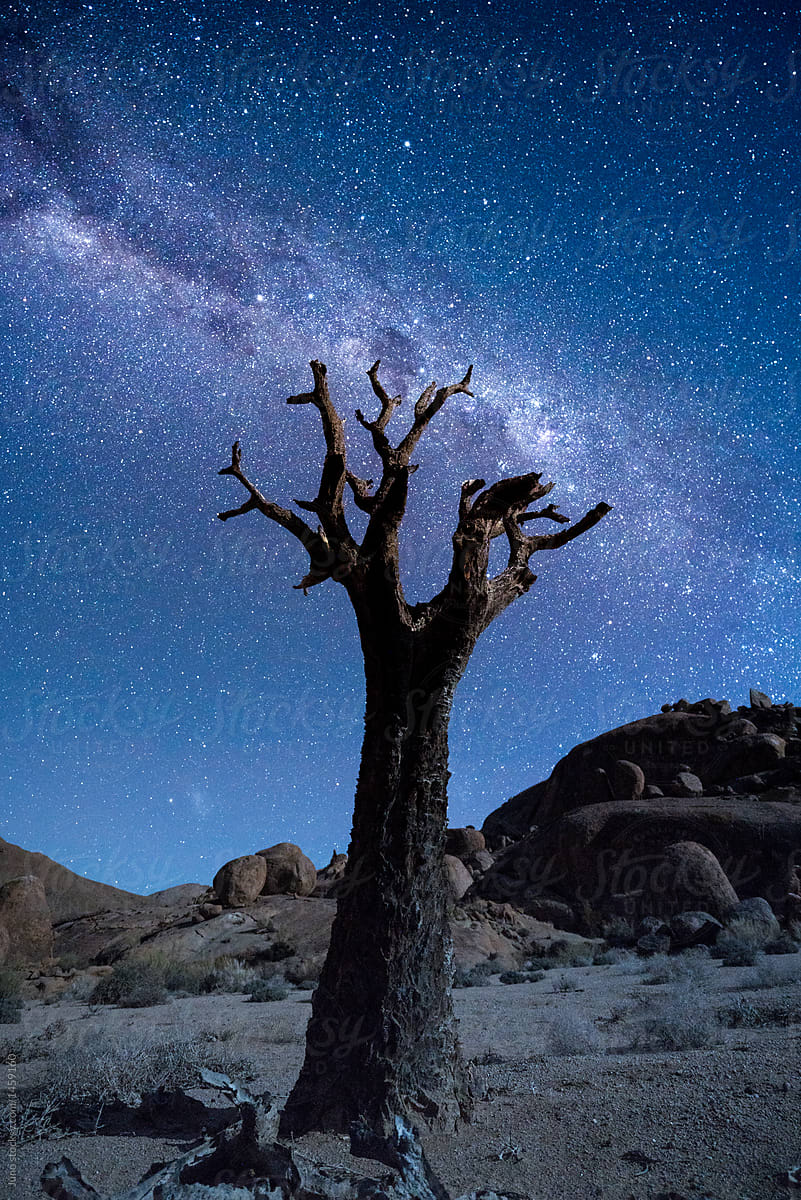 desert night sky filled with stars and a tree