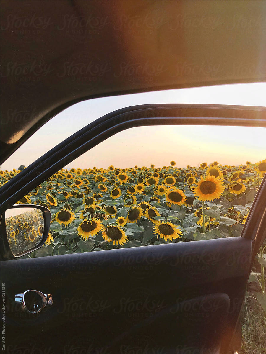 Sunflower field through open car window