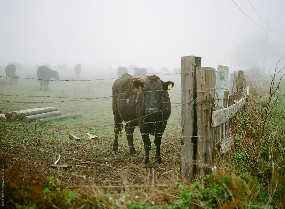 Portrait of a Cow in Fog