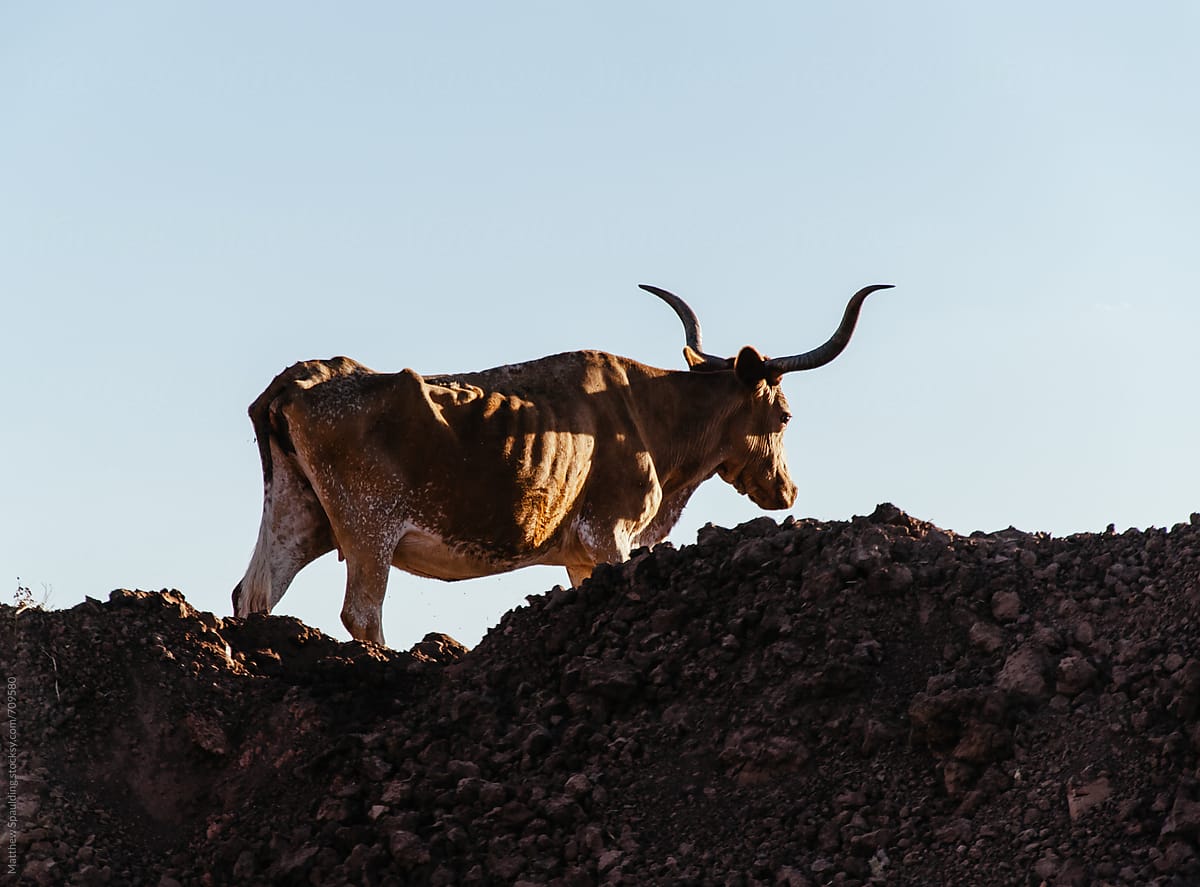 Texas longhorn cattle in  dirt field