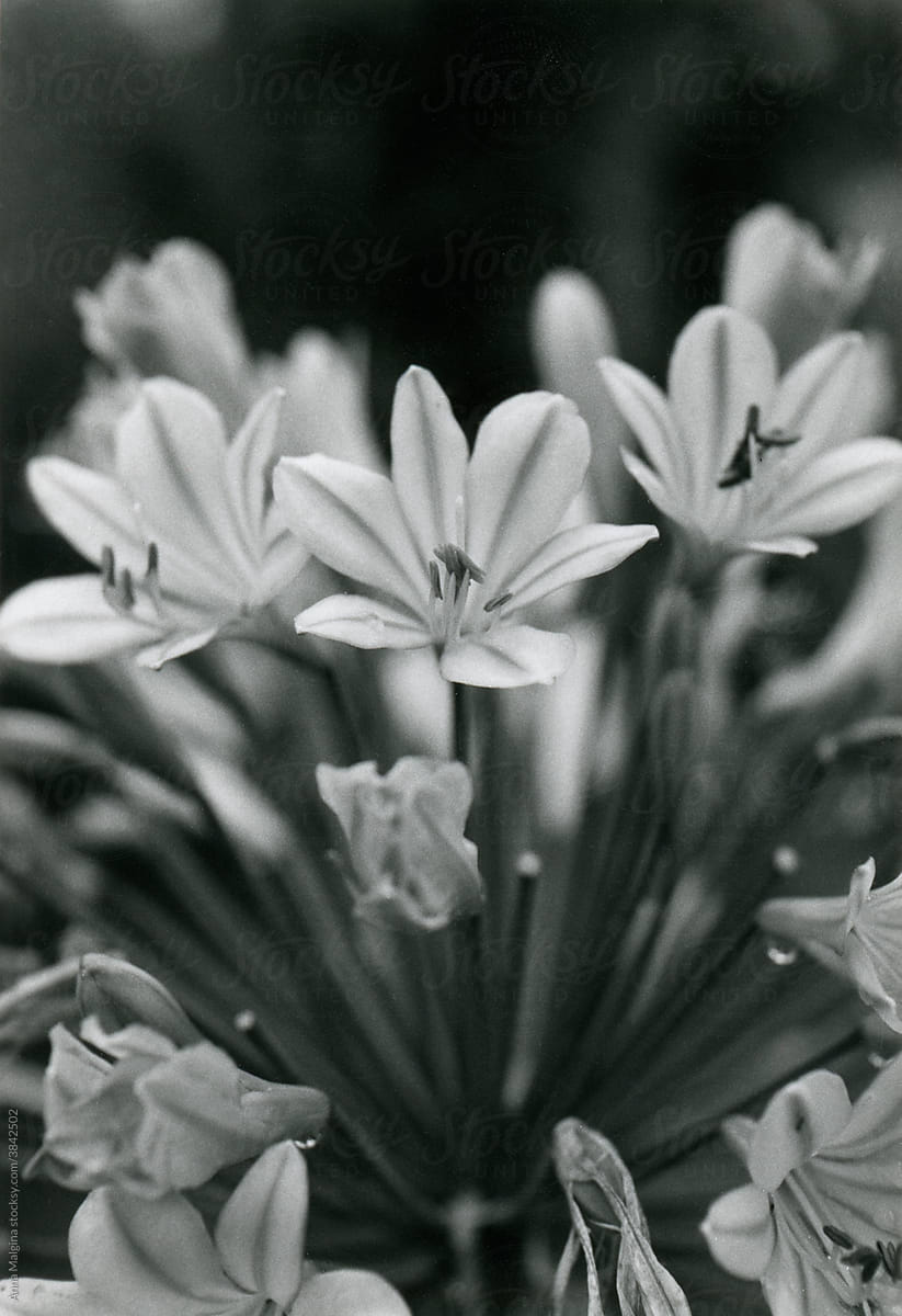 Beautiful flowers in black and white
