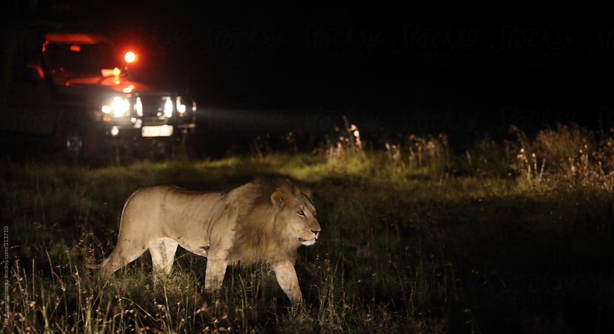 Night safari in kenya