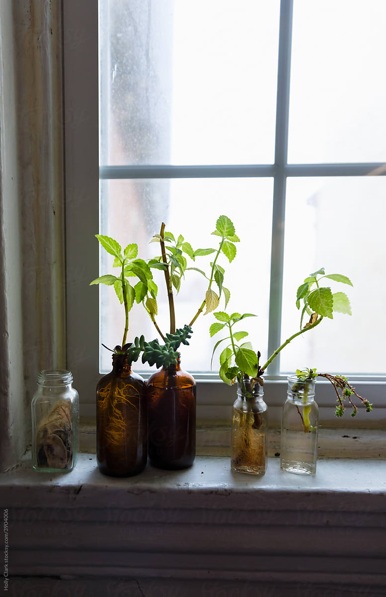 Rooting plants in glass bottles on a windowsill