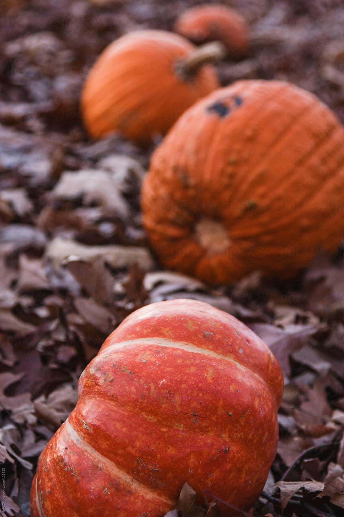 Closeup of large discarded orange pumpkins in the woods on brown leaves