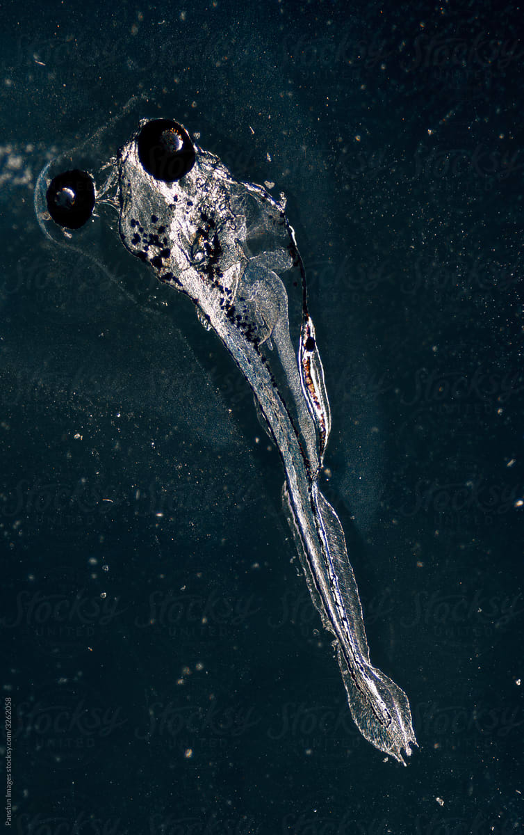 zebrafish under microscopy