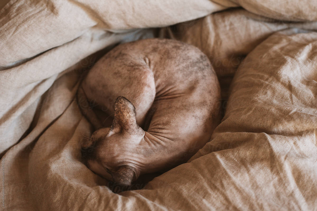 Sphinx cat sleeping on a bed