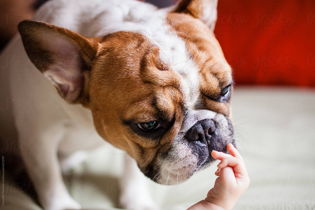A french bulldog licking and kissing the hand of a baby.