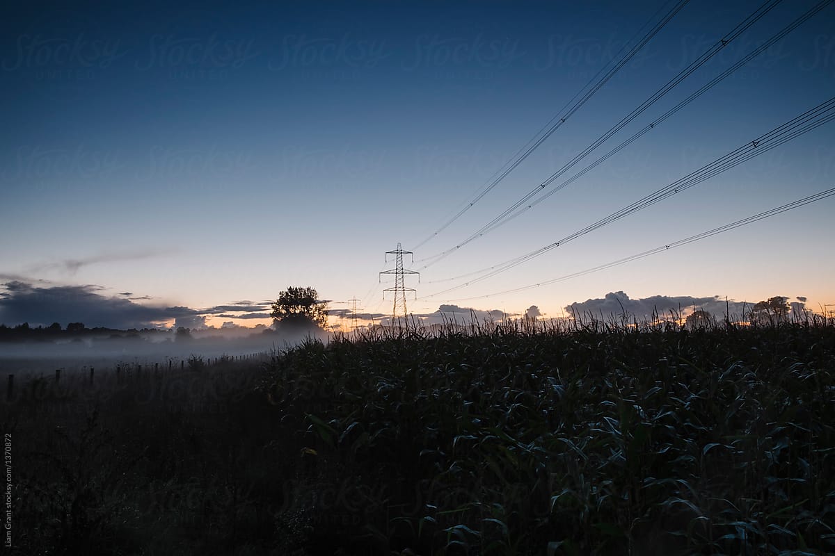 Electricity pylon and rising fog in a field of maize at twilight