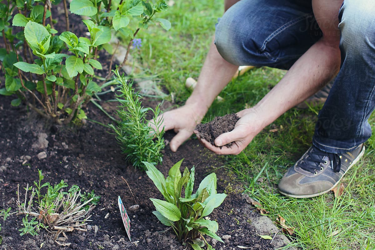 A man wearing jeans is gardening, putting some fresh soil near newly planted plants as needed.