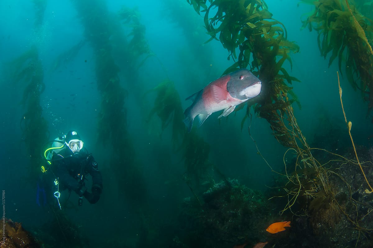 Diving with the male California Sheephead fish in kelp forest