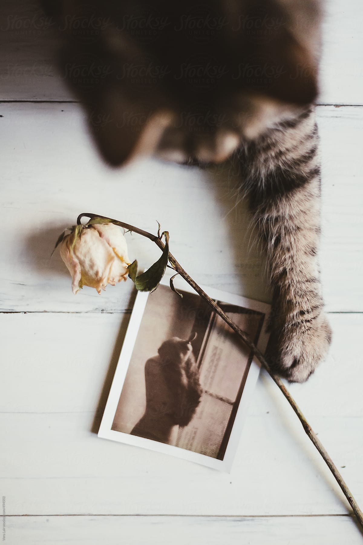 Polaroid. rose and cat