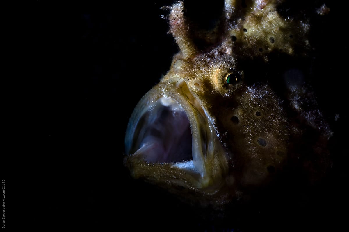 Brown Frog fish with open mouth on the coral reef  underwater in Indonesia