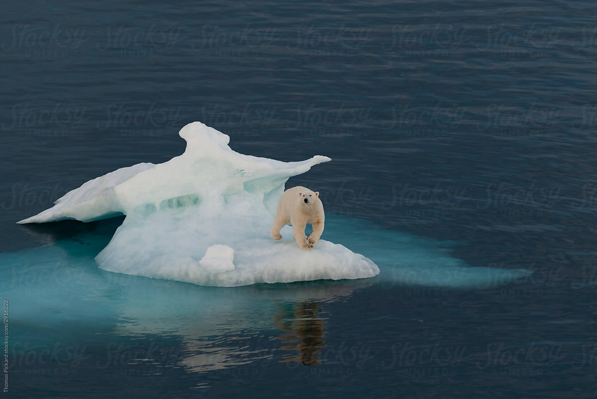 Lone polar bear on an iceberg.
