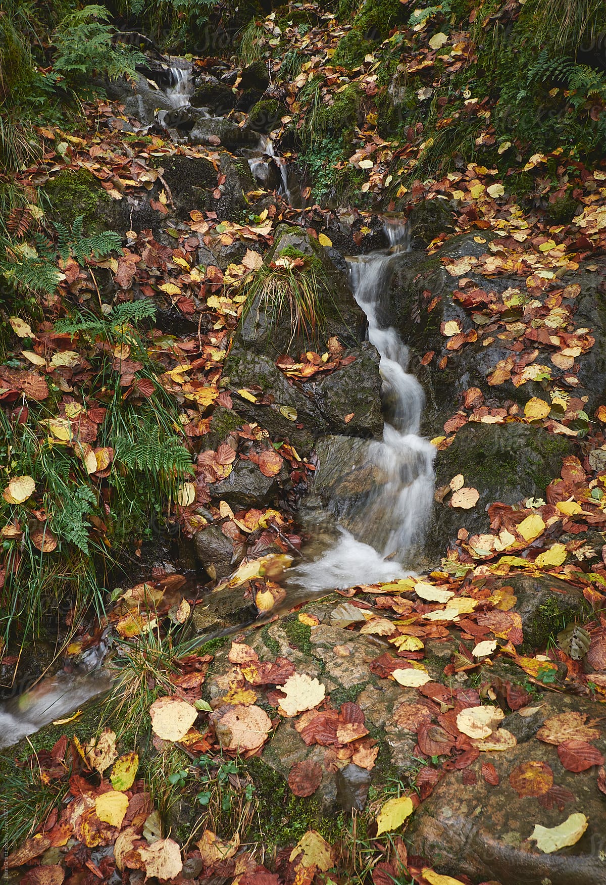 Small waterfall and autumnal leaves on a hillside. Cumbria, UK.