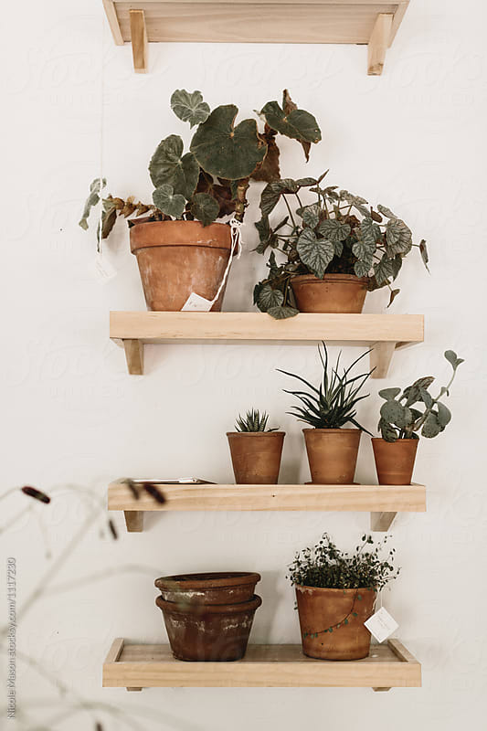 clay pots and potted plants on wood shelves in minimal studio