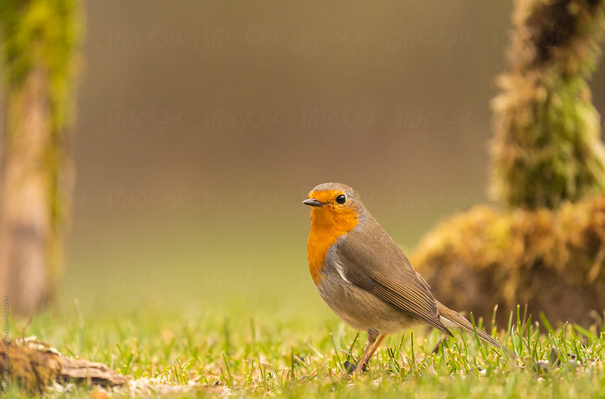Robin On The Ground