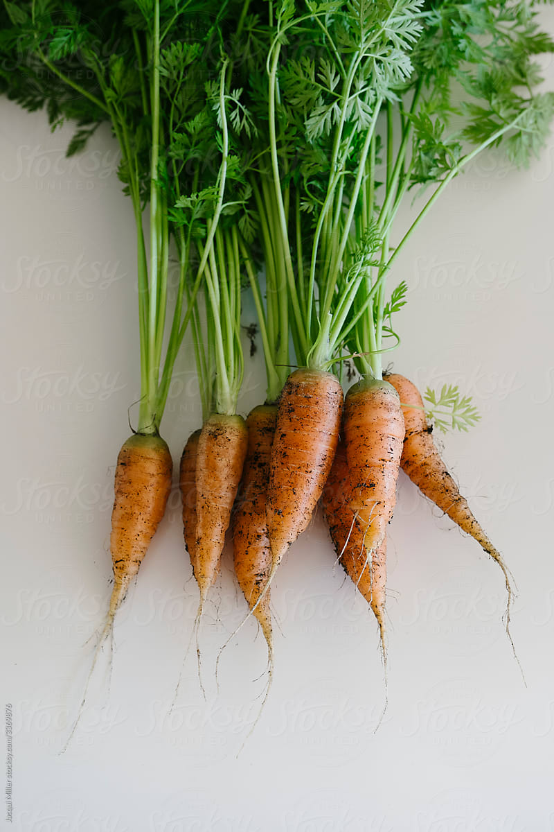 Close up of unwashed fresh carrots recently picked