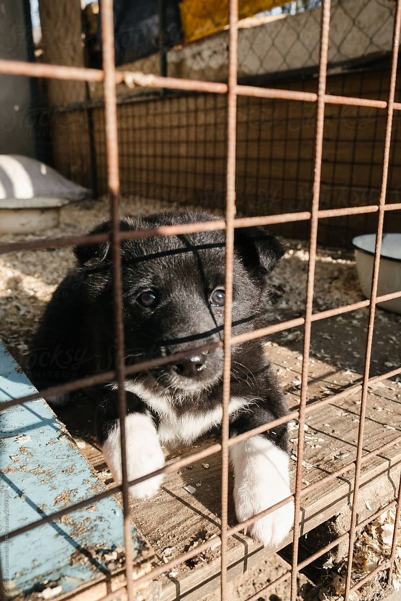 portrait of a black puppy with white paws in a separate cage in an animal shelter