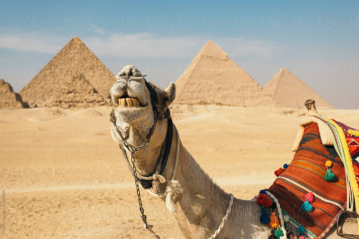 Camel Driver With Camel in Front of the Pyramids at Giza, Egypt