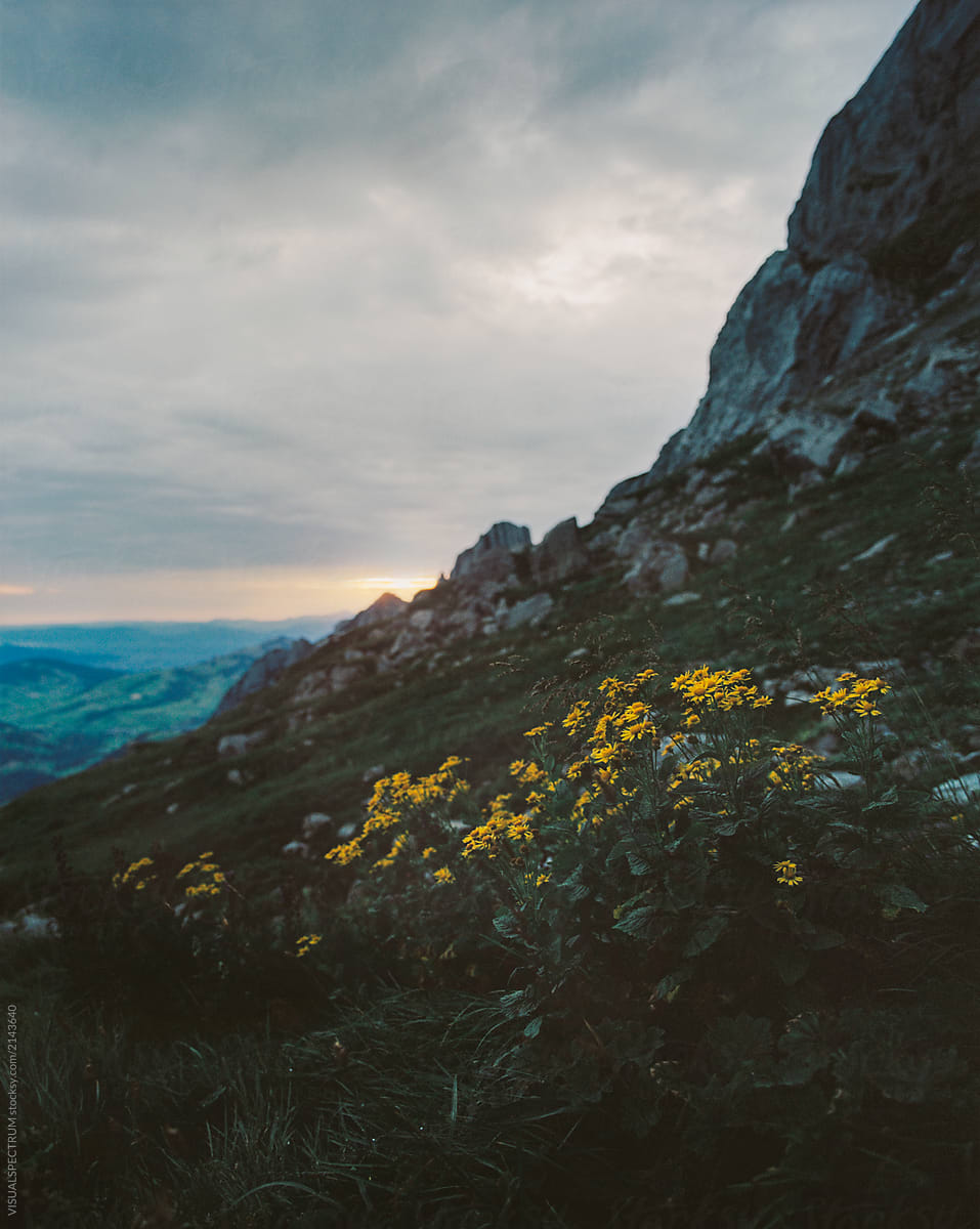 Yellow Alpine Flowers at Sunrise Shot on Film