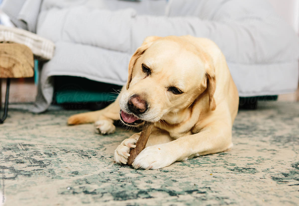 Dog chews a dental treat