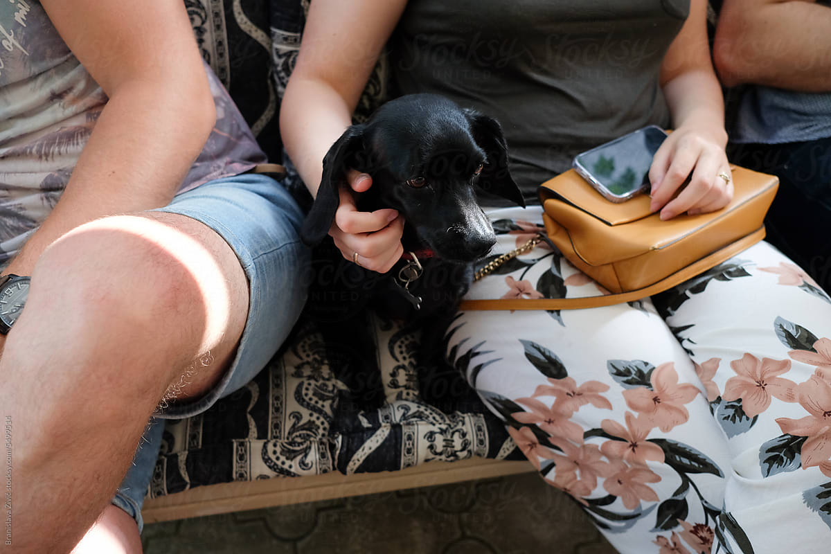 Cuddles and Canines: Dachshund\'s Adorable Affection with People