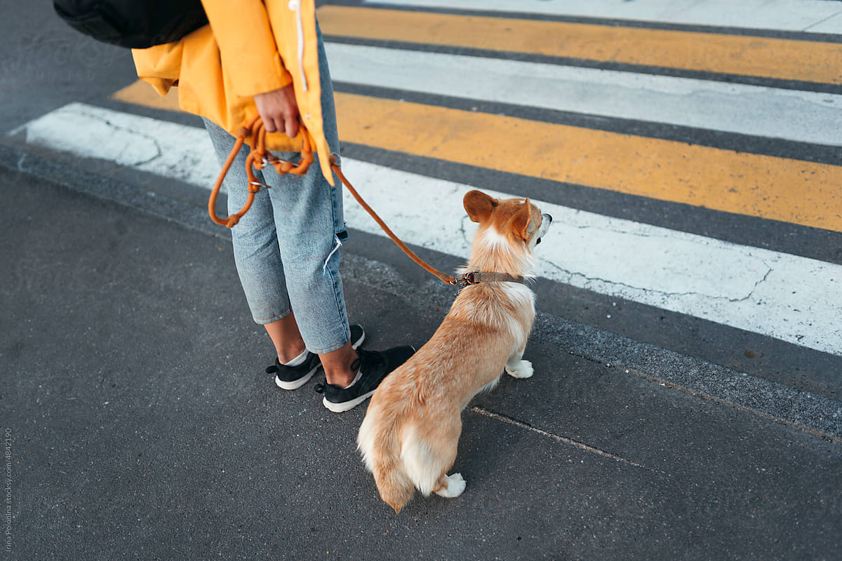 Dog on leash on city walk.